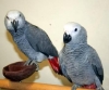 Talking-home-raised-baby-african-grey-parrots-for-adoption