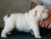 Lovely English bulldog puppies