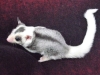 Two adorable baby sugar gliders for sale! 