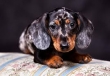 Dachshund-Puppies-For-Adoption